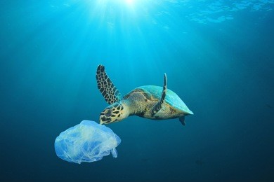 plastic pollution in ocean problem. sea turtle eats plastic bag 