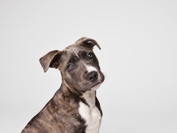 american staffordshire terrier