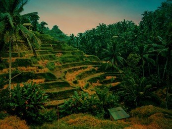 green and yellow rice fields. rice terrace in bali.
