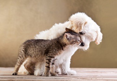 friends - small dog and cat together