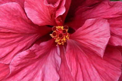 close up of bright hibiscus flowers