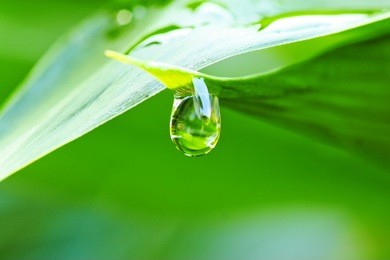 close up of a water drops on leaves