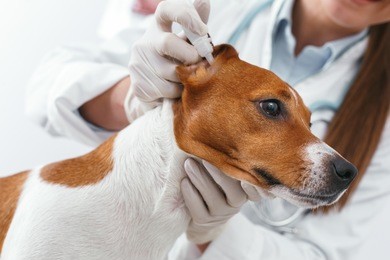 closeup picture. ear drops for dogs. care of pets. veterinary clinic concept. services of a doctor for animals, health and treatment of pets