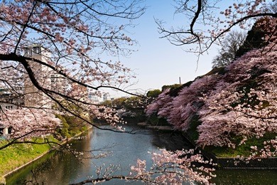 beautiful cherry blossom or sakura in chidorigafuchi park, tokyo  japan.