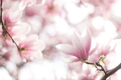 close-up of delicate magnolia tree flowers