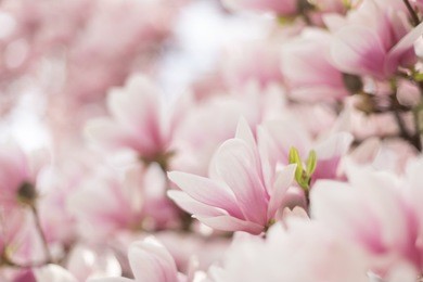 beautiful spring scene with blooming magnolia 