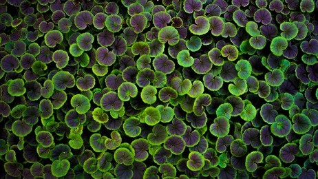 geranium background bunched