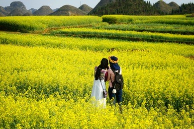 luoping filed mustard is located in yunnan, china. in spring, all the filed changes like a yellow carpet.