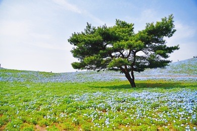 nemophila field, hitachi seaside park , japan