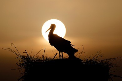 white stork (ciconia ciconia) on their horst in the sunset, wildlife, germany