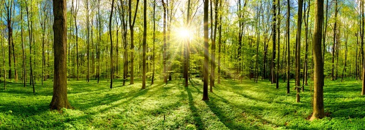 beautiful forest in spring with bright sun shining through the trees