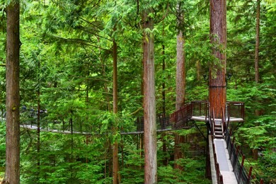 high up in the beautiful capilano tree top suspension bridge in vancouver,canada