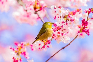 japanese white-eye.the background is cherry blossoms(japanese name is kanzakura). located in tokyo prefecture japan.