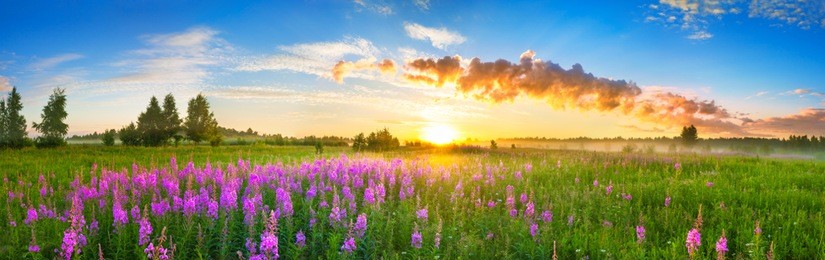 beautiful panorama rural landscape with sunrise  and  blossoming meadow. purple flowers flowering on spring field. wild flowers blooming on sunset. summer panoramic view