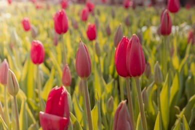 sunny flowers background. close up view of beautiful field 's flowering red tulips under sunlight at middle of spring.