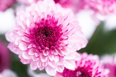 mum flower in pink color on white background