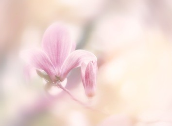beautiful close up bloom of magnolia flowers. blooming magnolia tree in the spring on the light and smooth background. selective focus. pink flowers bloom