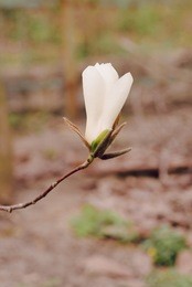 amazing magnolia flowers in the spring season on the magnolia tree. blue sky background. beautiful magnolia bloom landscape, background, garden, springtime