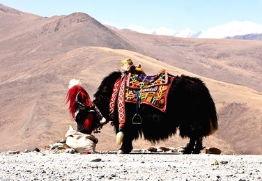tibetan yak
