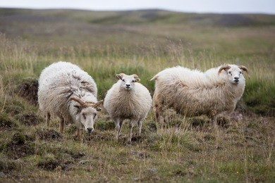 icelandic sheep in august
