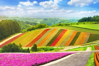 beautiful flowers garden colorful hill at biei, hokkaido in japan