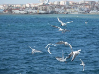 seagull flying against blue sea