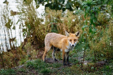 red fox. the species has a long history of association with humans.the red fox is one of the most important furbearing animals harvested for the fur trade. largest of the true foxes