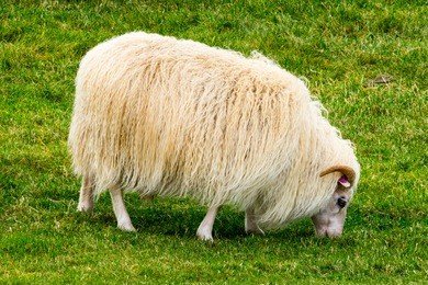 icelandic sheep graze