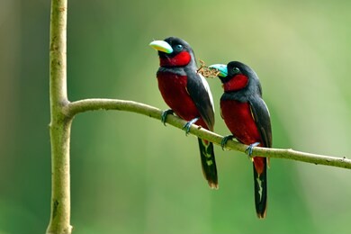 black-and-red broadbill in nature