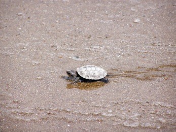 green sea turtle walk to the sea. turtle hatchling moving over the beach towards the sea.