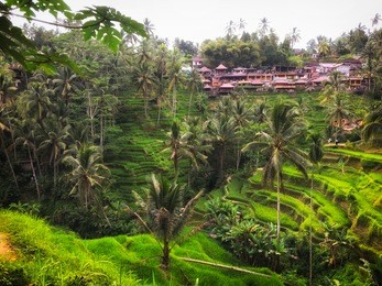 tegallalang rice terrace - ubud - bali - indonesia