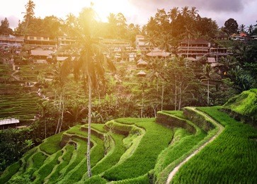 tegallalang rice terrace - ubud - bali - indonesia