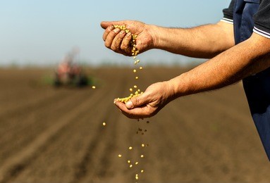 close up of senior farmer with soybean seed in his hands.