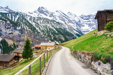 beautiful view of landscape in the alps at gimmelwald & murren villages in switzerland. green field & golden flower with snow-covered mountain in background.