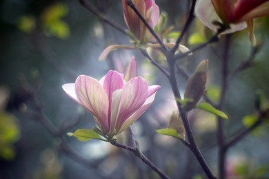 magnolia flower on a blurry bokeh background. flowers magnolia flowering against a background of flowers. soft focus image of blossoming magnolia flower in spring time.