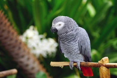 a gray cockatoo bird with a red tail