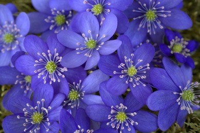 blue anemones like a spring messengers