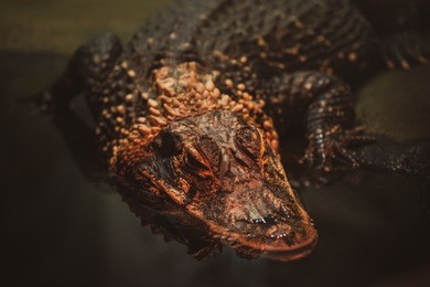 crocodile or alligator is immersed in water. head of a reptile close-up. toned and instagram style.