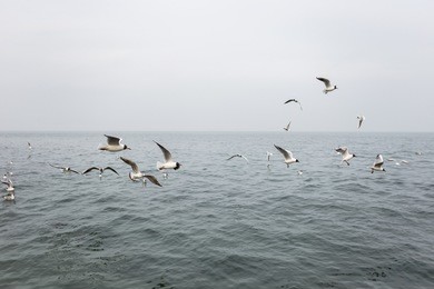 many hungry seagulls flying in cloudy sea on rainy day. horizontal color photography.