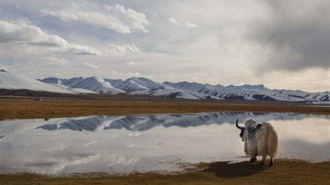 a yak looks out to the tibetan plateau