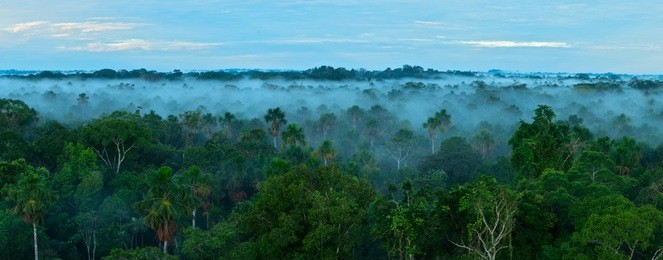 sunrise in the rainforest. amazon forest.