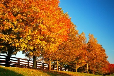 autumn trees line a country road in blue grass country, kentucky