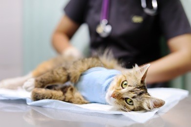 female veterinary doctor puts the bandage on the cat after surgery. sterilization for domestic pets
