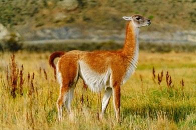 guanaco in the torres del paine national park. autumn in patagonia, the chilean side