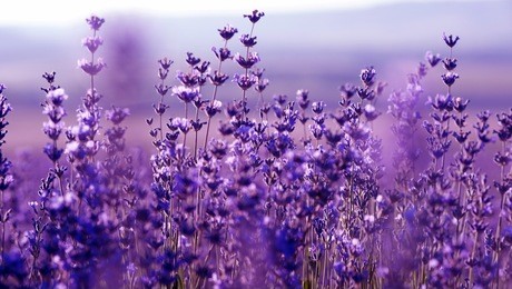lavender flowers