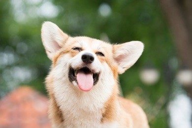 corgi dog smile and happy in summer sunny day
