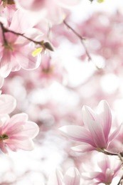 pink magnolia blossom. beautiful spring outdoor scene