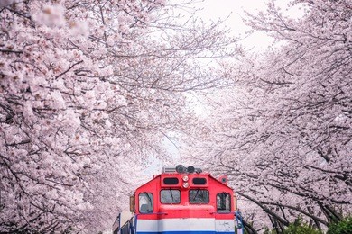 busan train between raw of cherry blossom in jinhae, jinhae gunhangje festival in korea, gyeonghwa railway station, south korea