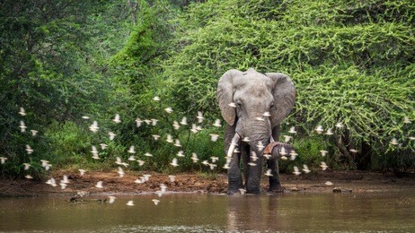 african bush elephant in kruger national park, south africa ; specie loxodonta africana family of elephantidae