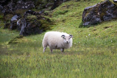 icelandic sheep in iceland in landmannalaugar in a pasture with a wonderful landscape.